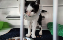 Ausgestochenes Auge: dem ausgesetzten, zarten Katzenbaby musste das Äuglein entfernt werden
