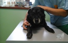 SPENDENAUFRUF BEENDET - Garry: Blutbilder, Ultraschall, Infektionsbehandlung, Kastration & Zahnsanierung. Der alte Hundemann brauchte eine Rundumsanierung