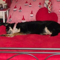 Oskar (Pippa) schläft im Himmelbett