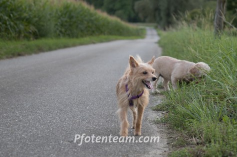 Yorkshire Terrier, MischlingTierheim, Tierschutz Yorkshire Terrier, Mischlingim Tierheim - Toy