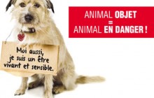Droits des animaux - Signez la petition pour un nouveau régime juridique de l'animal