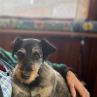 Scotty - rüstiger Senior sucht Platz bei Terrierfans, am liebsten mit Hundeanschluss