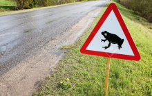 Sie hüpfen wieder: bitte Rücksicht auf Amphibien im Strassenverkehr