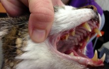 Spendenaufruf erfolgreich beendet! - Katzenopa Martin brauchte eine komplette Zahnsanierung, er hat Schilddrüsenprobleme, in seinem Körper steckt eine Ladung Schrot