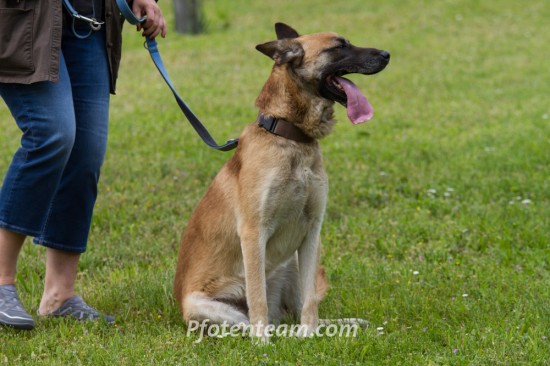 Belgischer Schäferhund, MalinoisTierheim, Tierschutz Belgischer Schäferhund, Malinoisim Tierheim - Farouk