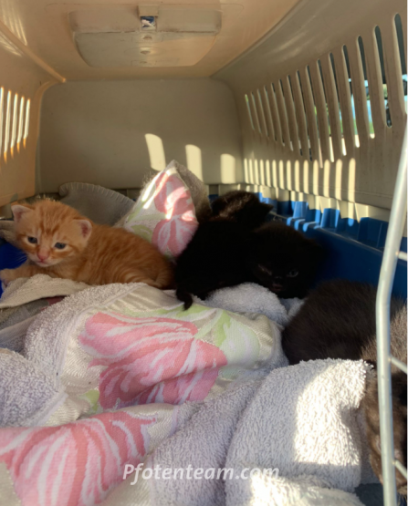Die ca. 18 Tage alten Kitten beim Transport in unsere Pflegefamilie
