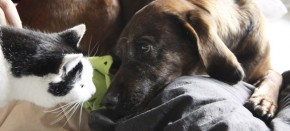 Hund und Katzen aneinander gewöhnen - eine Anleitung von Pfotenteam