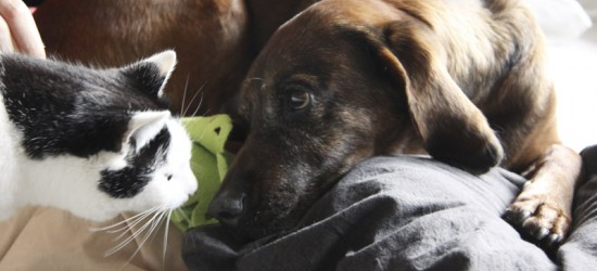 Hund und Katzen aneinander gewöhnen - eine Anleitung von Pfotenteam