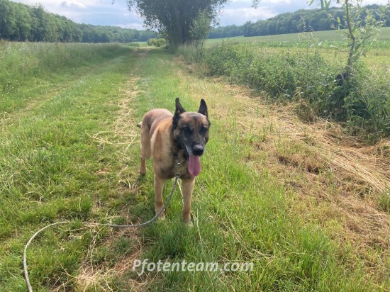 Belgischer Schäferhund, MalinoisTierheim, Tierschutz Belgischer Schäferhund, Malinoisim Tierheim - Harri - Sprengstoffsuchhund in Rente