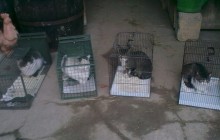 2012-2013: 67 Strassenkatzen im Südelsass kastriert/medizinisch versorgt
