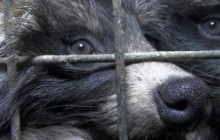 Petition der Tierpartei Schweiz für ein Importverbot für tierquälerisch hergestellte Pelzprodukte