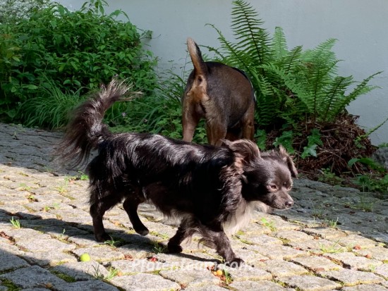 ChihuahuaTierheim, Tierschutz Chihuahuaim Tierheim - Nelson