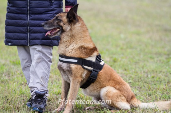 Belgischer Schäferhund, MalinoisTierheim, Tierschutz Belgischer Schäferhund, Malinoisim Tierheim - Dacota (Sprengstoffsuchhund)