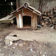In dieser Hütte lebt eine Hündin im Elsass, an einer kurzen Kette. 24 h an 365 Tagen im Jahr.