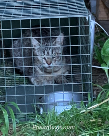 Extrem wilde Kätzin gefangen im Juli in F-Ranspach - sterilisiert und wieder frei gelassen, sie wird von Anwohnern gefüttert