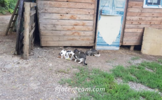 wild geborene Kitten am Rand eines Dorfes in einer Hütte im Wald