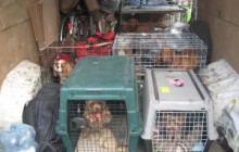 Polizei stellt in Lörrach ungarische Hundehändler! Kaufen Sie keine Welpen aus dem Internet!