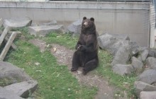Petition: Dieses Betongefängnis ist nicht artgerecht für Bären!