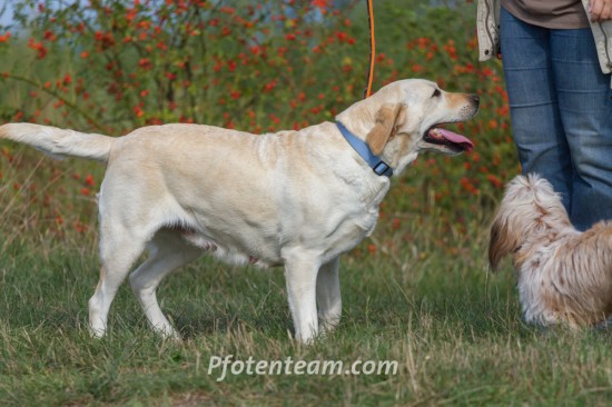 Labrador RetrieverTierheim, Tierschutz Labrador Retrieverim Tierheim - Eclipse