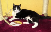ENTWARNUNG: Katze Beauty in Weil am Rhein OT Haltingen vermisst!