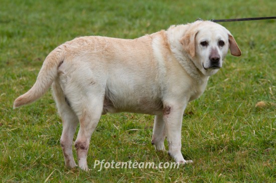 Labrador RetrieverTierheim, Tierschutz Labrador Retrieverim Tierheim - Duffy