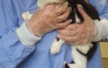 Vier Katzen aus Messiehaushalt übernommen - Récupéré quatre chats d'un cas d'accumulation d'animaux