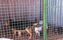 Auch dieses Jahr wieder: Futter- und Sachspendensammlung für das Tierheim in Vranov, Ost-Slowakei