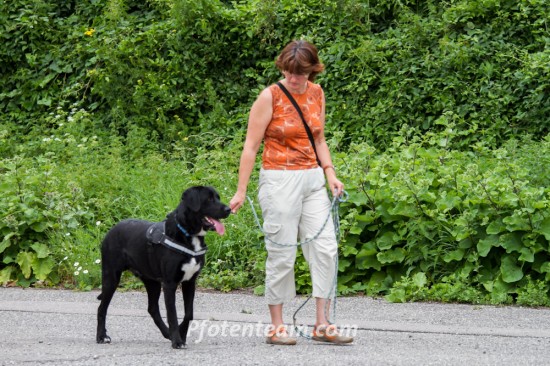 Labrador Retriever, MischlingTierheim, Tierschutz Labrador Retriever, Mischlingim Tierheim - Guizmo