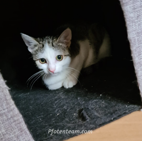 Europäische HauskatzeTierheim, Tierschutz Europäische Hauskatzeim Tierheim - Ginny - scheue Jungkätzin sucht erfahrene Katzenfans