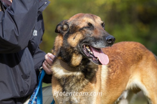 Belgischer Schäferhund, MalinoisTierheim, Tierschutz Belgischer Schäferhund, Malinoisim Tierheim - Vark