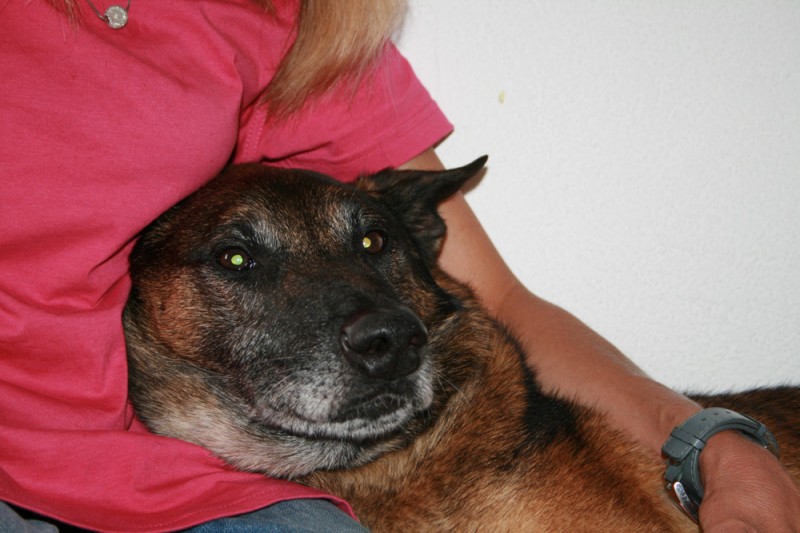 Skilu - Traumhund in Traum-Zuhause