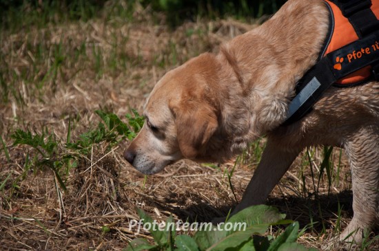 Labrador Retriever, MischlingTierheim, Tierschutz Labrador Retriever, Mischlingim Tierheim - Fripouille