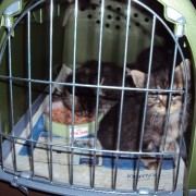 Diese Katzenbabys wurden im Juni 2011 in einer zugeklebten Pappschachtel nachts vor das Tierheim gestellt