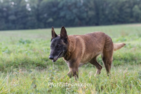 Belgischer Schäferhund, MalinoisTierheim, Tierschutz Belgischer Schäferhund, Malinoisim Tierheim - Effone
