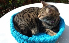 Tolles Geschenk für Katzenbesitzer: individuelle, selbst gemachte Katzenbetten!
