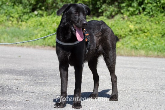 Labrador RetrieverTierheim, Tierschutz Labrador Retrieverim Tierheim - Jimmy 2