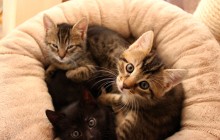 Tagebuch 9. Woche: In der Krabbelstube mit unseren drei ausgesetzten Babykatzen