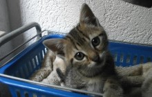 Dringend Pflegestellen für Babykatzen gesucht!