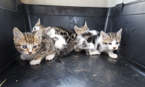 Warum gibt es ständig so viele Kitten, die verschenkt werden?