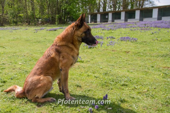 Belgischer Schäferhund, MalinoisTierheim, Tierschutz Belgischer Schäferhund, Malinoisim Tierheim - Vasco
