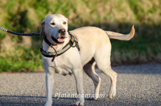 Labrador RetrieverTierheim, Tierschutz Labrador Retrieverim Tierheim - Unysse