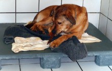 Das Pfotenteam kann seit Mai 2013 den Tieren im Tierheim (SPA) Mulhouse nicht mehr helfen. Was ist passiert?
