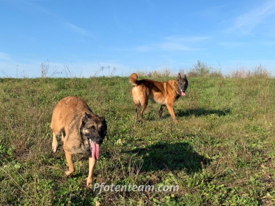 Belgischer Schäferhund, MalinoisTierheim, Tierschutz Belgischer Schäferhund, Malinoisim Tierheim - Falko