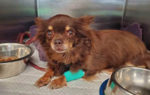 SPENDENAUFRUF ERFOLGREICH BEENDET - Chihuahua Hündin Alyska war nach einem Unfall gelähmt und sollte eingeschläfert werden
