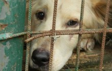 Wir sammeln Hundefutter & Decken für das Tierheim in Vranov, Slowakei !!