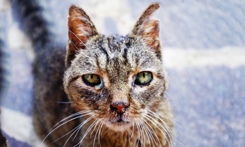 Streunerkatzen: Tierleid direkt vor unserer Haustüre. Tausende Katzen leiden still und sterben einsam.