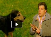 Hund Aggressionen gegen Artgenossen Teil 1 Michael Bolte