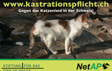 PETITION Kastrationspflicht für Freigänger-Katzen in der Schweiz - wichtiger denn je!