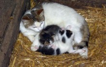 ENTWARNUNG! PFLEGEFAMILIE GEFUNDEN! Superdringend Pflegefamilie gesucht für Katzenmama und 4 Babies!