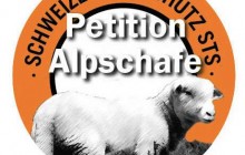 Petition Alpschafe in der Schweiz